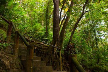 Orman iz peyzaj ve adımları. Bohol yeşil orman scene.island. Filipinler