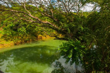 Yeşil ağaçlar, Bohol Adası, Filipinler Bush'larda bir arka plan üzerinde güzel nehir.