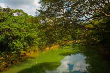 Yeşil ağaçlar, Bohol Adası, Filipinler Bush'larda bir arka plan üzerinde güzel nehir.