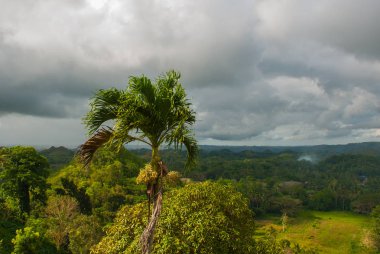 Çikolata Hills ve Palma, Bohol Adası, Filipinler