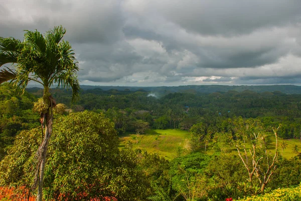 Chocolate Hills i Palma, Wyspy Bohol, Filipiny — Zdjęcie stockowe