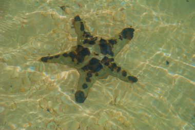 Sahilde denizyıldızı