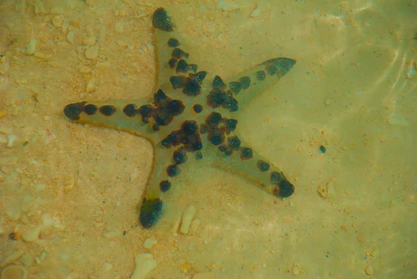 Starfish on the beach — Stock Photo, Image