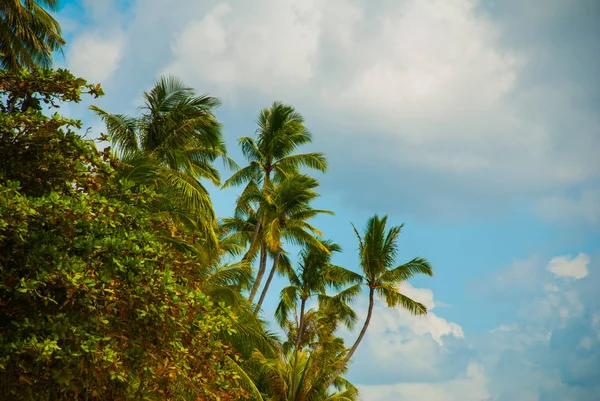 Tropical landscape with palm trees against the blue sea. Island, Bohol. Philippines — Stock Photo, Image