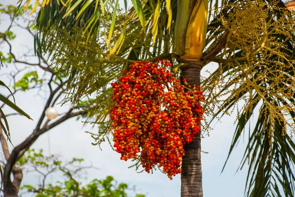 Kokospalmen vor blauem Himmel. Philippinen. — Stockfoto