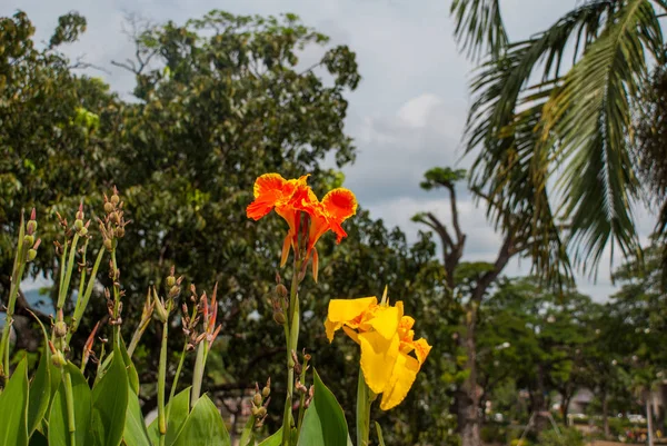 Belle fleur jaune-orange aux Philippines . — Photo