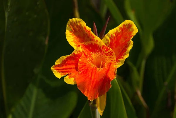 Belle fleur jaune-orange aux Philippines . — Photo