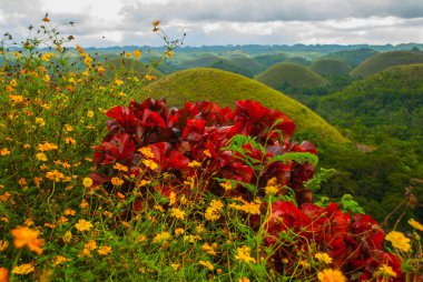 Çikolata Hills ve sarı çiçekler, Bohol Adası, Filipinler