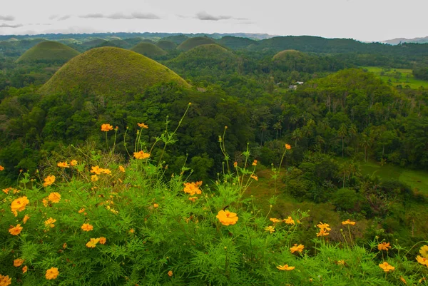 Colinas de chocolate y flores amarillas, Bohol Island, Filipinas — Foto de Stock