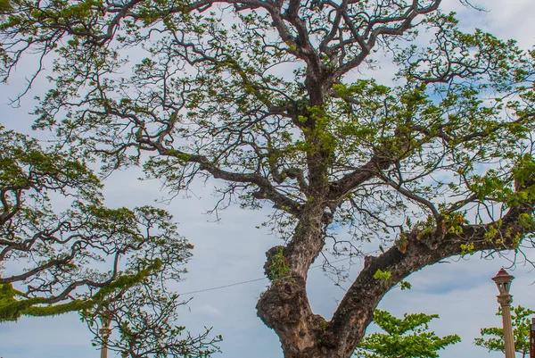 曇りの天候の美しい木とウォーター フロント。ドゥマゲテ、フィリピン — ストック写真