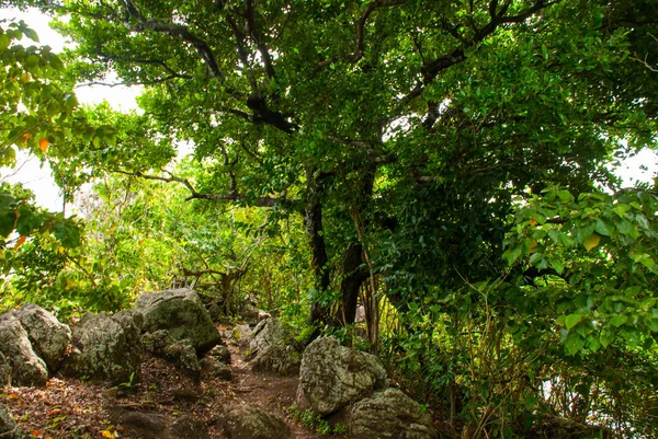 Árboles y muchas piedras en verde — Foto de Stock