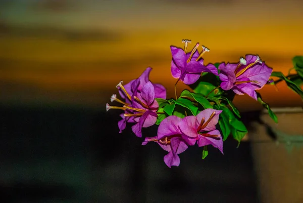 Fleurs en pot. Coucher de soleil, île d'Apo, Philippines . — Photo