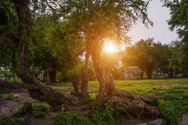 Küçük yerel eski ahşap ev ve büyük yeşil ağaçlar. Filipinler, ada Negros.