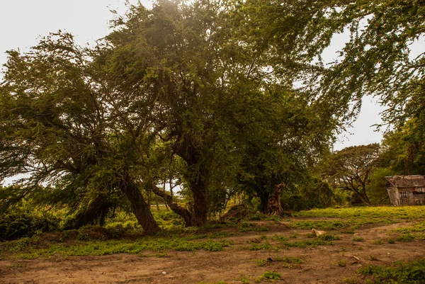 Små lokala gamla trähus och enorma gröna träd. Filippinerna, ön Negros. — Stockfoto