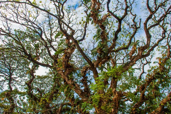 青い空、バレンシア町島ネグロスの背景に緑の木. — ストック写真