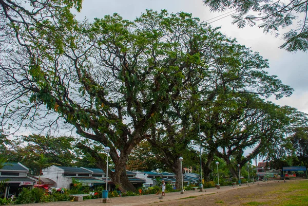 Zöld fa a háttérben a kék ég, a város Valencia, island Negros. — Stock Fotó