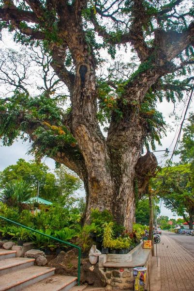 Árvore verde em uma pequena cidade Valência, ilha Negros . — Fotografia de Stock