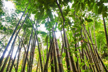 Kamışı. Ormanda yeşil ağaçlar ile manzara, Negros ada. Filipinler