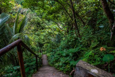 Ormanda, Negros yeşil ağaçlar ile manzara. Filipinler