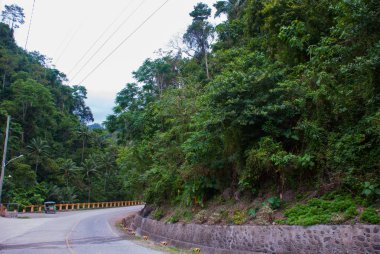 Ormanda, Negros yeşil ağaçlar ile manzara. Filipinler