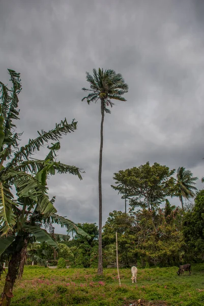 Palma. Paysage avec des arbres verts, Negros. Philippines — Photo
