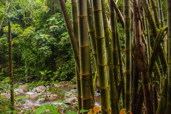 Canna. Paesaggio con alberi verdi nella giungla, isola Negros. Filippine — Foto Stock