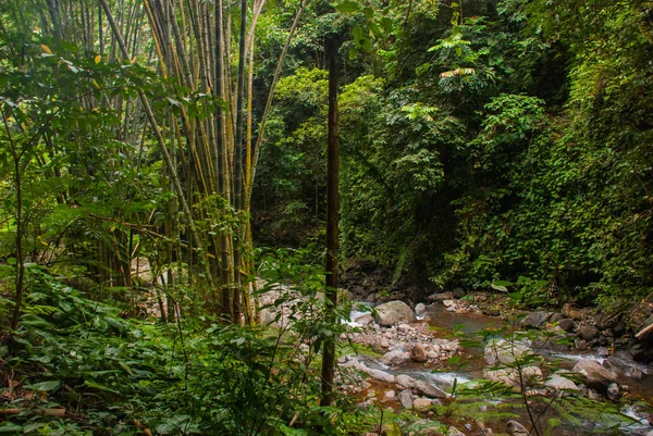 Canna. Paesaggio con alberi verdi nella giungla, isola Negros. Filippine — Foto Stock