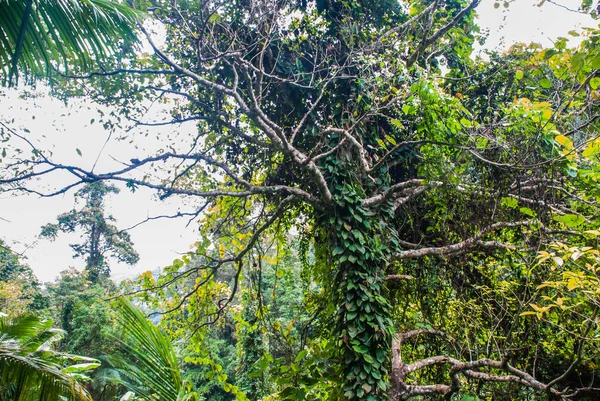 Paysage avec des arbres verts dans la jungle, Negros. Philippines — Photo