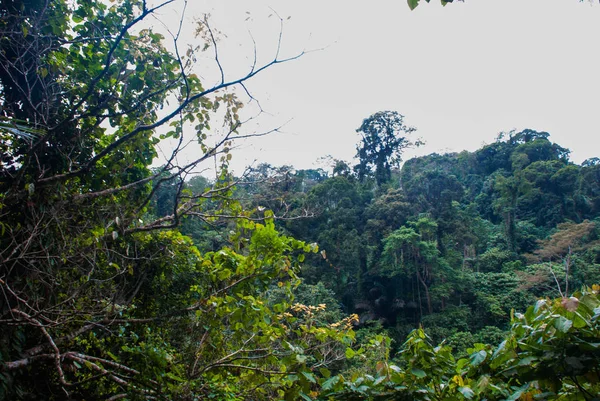 Пейзаж с зелеными деревьями в джунглях, Негрос. Филиппины — стоковое фото