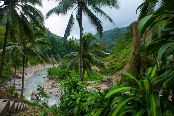 Vista superior de palmeras y el río. Hermoso paisaje, Negros. Filipinas — Foto de Stock