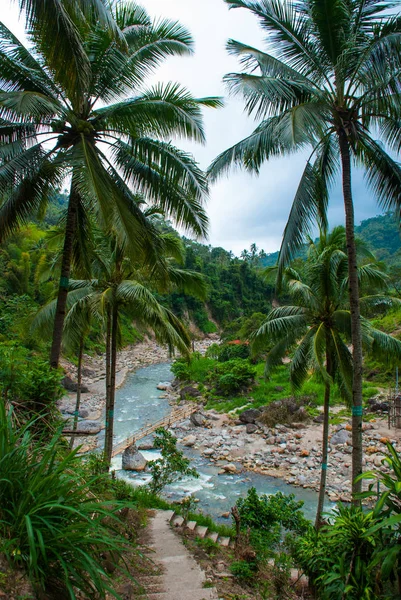 Top view of palm trees and the river. Beautiful landscape, Negros. Philippines