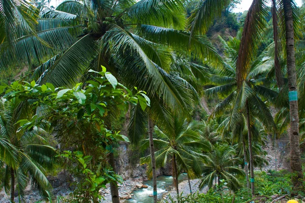 Vista superior de palmeras y el río. Hermoso paisaje, Negros. Filipinas — Foto de Stock