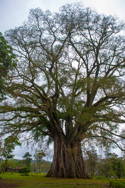 Muito enorme, árvore gigante com raízes e folhas verdes nas Filipinas, ilha de Negros, Kanlaon . — Fotografia de Stock