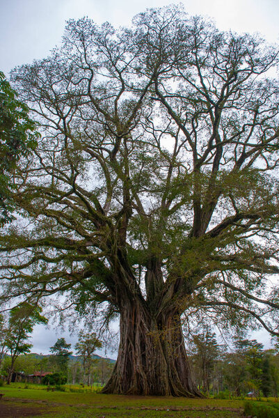 Very huge, giant, incredible tree with roots and green leaves in the Philippines, Negros island, Kanlaon.