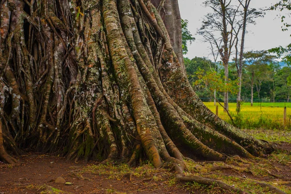 非常に巨大な巨大な木で、根と緑葉、フィリピンのネグロス島、Kanlaon. — ストック写真