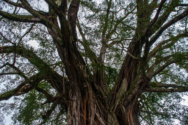 Çok büyük, dev ağaç kökleri ve yeşil ile Türkiye olarak, Negros Adası, Kanlaon yaprak. — Stok fotoğraf