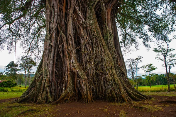 Árbol gigante muy grande con raíces y hojas verdes en Filipinas, isla de Negros, Kanlaon . — Foto de Stock