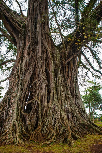 Muito enorme, árvore gigante com raízes e folhas verdes nas Filipinas, ilha de Negros, Kanlaon . — Fotografia de Stock