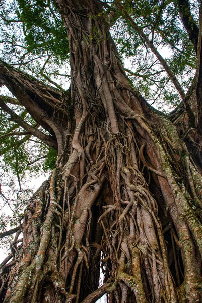 Erittäin valtava, jättiläinen puu juuret ja vihreät lehdet Filippiineillä, Negros saari, Kanlaon . — kuvapankkivalokuva