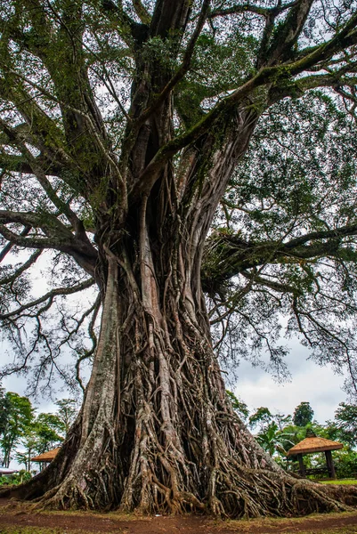 Very huge, giant tree with roots and green leaves in the Philippines, Negros island, Kanlaon.