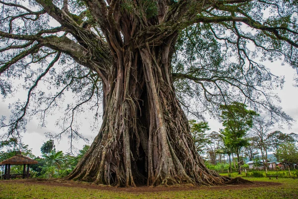 Árbol gigante muy grande con raíces y hojas verdes en Filipinas, isla de Negros, Kanlaon . — Foto de Stock