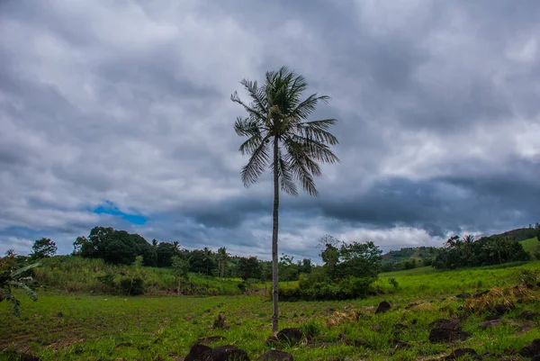 Hermoso paisaje en clima nublado con una palmera y colinas verdes. Filipinas Isla de Negros — Foto de Stock