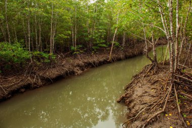 Mangrov orman etkileyici gösterilen bir bataklık Panay Adası, Filipinler içine sahiplerimize kökleri. Bakhawan Eko-park