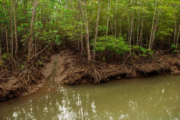 展示令人印象深刻的红树林根进一片沼泽，班乃岛，菲律宾生育。Bakhawan 生态公园 — 图库照片