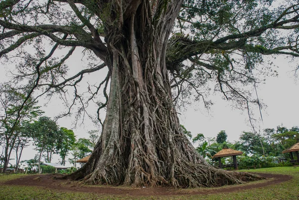 Erittäin valtava, jättiläinen puu juuret ja vihreät lehdet Filippiineillä, Negros saari, Kanlaon . — kuvapankkivalokuva