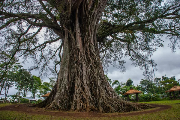 Muito enorme, árvore gigante com raízes e folhas verdes nas Filipinas, ilha de Negros, Kanlaon . — Fotografia de Stock