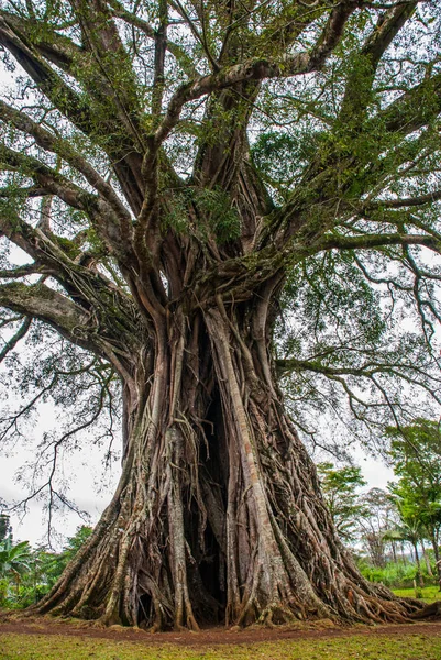 Muito enorme, árvore gigante com raízes e folhas verdes nas Filipinas, ilha de Negros, Kanlaon . — Fotografia de Stock