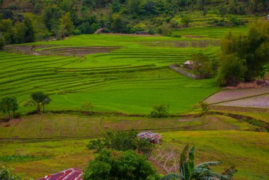Pirinç terasları Filipinler. Negros Adası