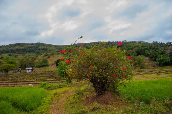 흐린 날씨에 아름 다운 풍경: 쌀 필드, 집, 나무, 언덕, 구름과 하늘. Negros 섬, 필리핀. — 스톡 사진