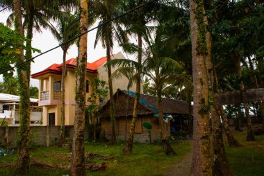 Palmiye ağaçları Filipinler kırsal evde pahalı. Pandan, Panay